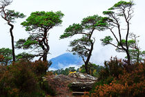 Twisted Pines in Glen Affric von Louise Heusinkveld