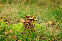 Honey Fungus by Louise Heusinkveld