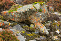 Moss and lichens in the Scottish Highlands von Louise Heusinkveld