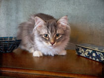 Siberian Forest Kitten by Louise Heusinkveld