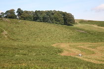 bradgate park von mark severn