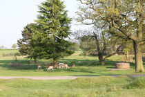 bradgate park by mark severn