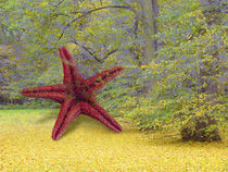 COMMON STARFISH STARRING ON EARTH von artistdesign