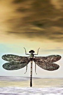 DRAGONFLY von Pia Schneider