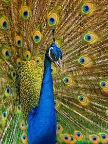 Pfau | Peacock von mg-foto