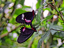 Ritterfalter | Swallowtail butterfly von mg-foto