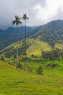 Valle de Cocora | Valley of Cocora by mg-foto