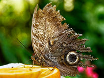 Bananenfalter von mg-foto