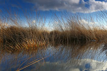 Im Recker Moor by Jens Uhlenbusch