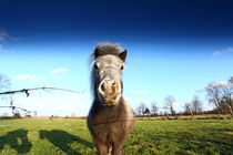 Pony von Jens Uhlenbusch