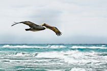 Pelikan | Pelican von mg-foto