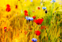 Poppies von fraenks