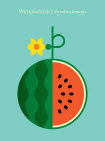 Fruit: Watermelon von Christopher Dina