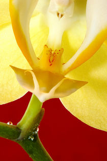 Orchideenblüte von balticus
