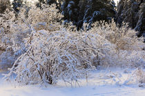 Snow and Ice von Louise Heusinkveld