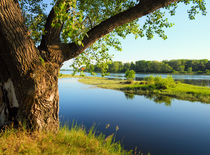 Big tree on the bank of the river von larisa-koshkina