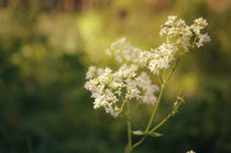 Floral background von larisa-koshkina