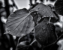 Raindrops After The Storm von Brian Carson