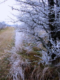 Hoarfrost Path von Sabine Cox