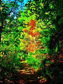 Autumn Path by Sabine Cox