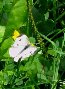 White Butterfly by Sabine Cox