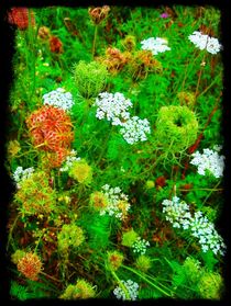 Queen Anne's Lace by Sabine Cox