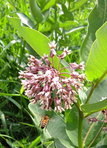 Milkweed with Bee von Sabine Cox