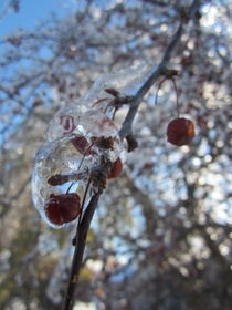 Iced Apple von Sabine Cox