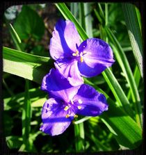 Spiderwort by Sabine Cox