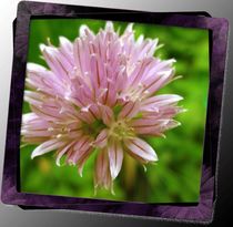 Chive Flower von Sabine Cox