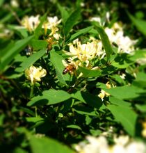 Bees on the Honeysuckle Bush von Sabine Cox