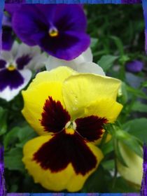 Pansies by Sabine Cox