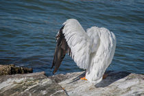 Shy Pelican by agrofilms