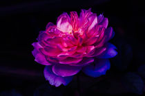 Wonderland Rose by agrofilms