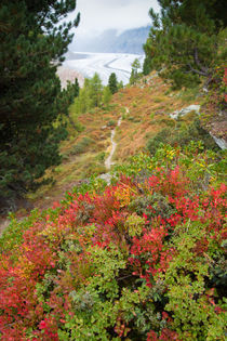 Schweiz Wallis Aletschwald im Herbst von Matthias Hauser