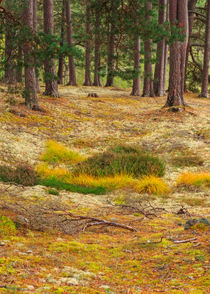Lichens and Grasses on the Forest Floor by Louise Heusinkveld