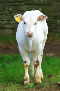 White Calf von Louise Heusinkveld