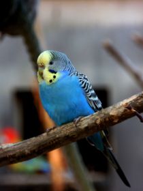 Blauer Wellensittich von Sven  Herkenrath