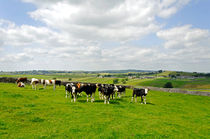 Herd of Bull Calves near Litton von Rod Johnson