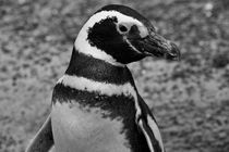 Magellanic Penguin, Spheniscus magellanicus, b/w von travelfoto