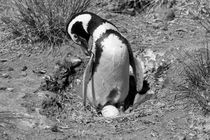 Magellanic Penguin, Spheniscus magellanicus, b/w von travelfoto