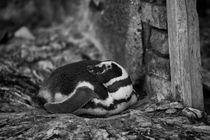 Magellanic Penguin, Spheniscus magellanicus, b/w by travelfoto