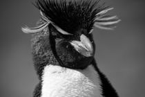 Rockhopper Penguin, Eudyptes chrysocome, black and white von travelfoto