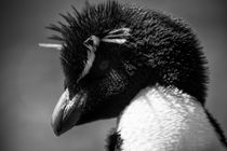 Rockhopper Penguin, Eudyptes chrysocome, black and white by travelfoto
