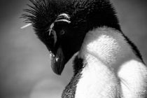 Rockhopper Penguin, Eudyptes chrysocome, black and white von travelfoto