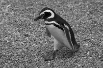 Magellanic Penguin, Spheniscus magellanicus, b/w by travelfoto