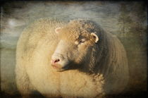 Merino Sheep by Pauline Fowler