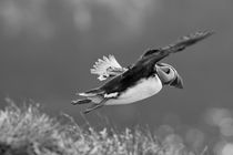 Atlantic puffin (Fratercula arctica), Papey Island von travelfoto