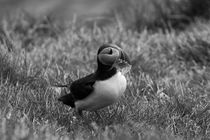 Atlantic puffin (Fratercula arctica), Papey Island von travelfoto