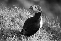 Atlantic puffin (Fratercula arctica), Papey Island von travelfoto